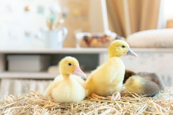 What's the Best Way to Incorporate a Velvet Blazer into Your Winter Work Wardrobe?